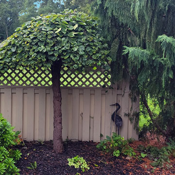 Mulched Garden